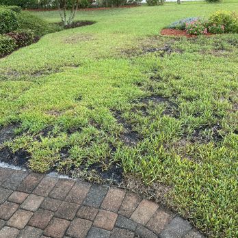 Peninsular Pest Control - a patch of grass in the front yard - Pest Control Near Me - Jacksonville, Florida Peninsular Pest Control - a patch of grass in the front yard - Pest Control Near Me - Jacksonville, Florida