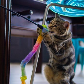 The Catmosphere - Pet Adoption Near Me - Terre Haute, Indiana