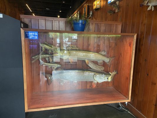 Muskellounge and Sporting Club by null