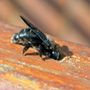 Photo of Flea Flicker Pest Control