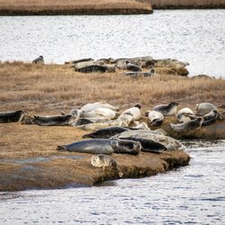 Long Island Harbor Seals sunning on the marshes.