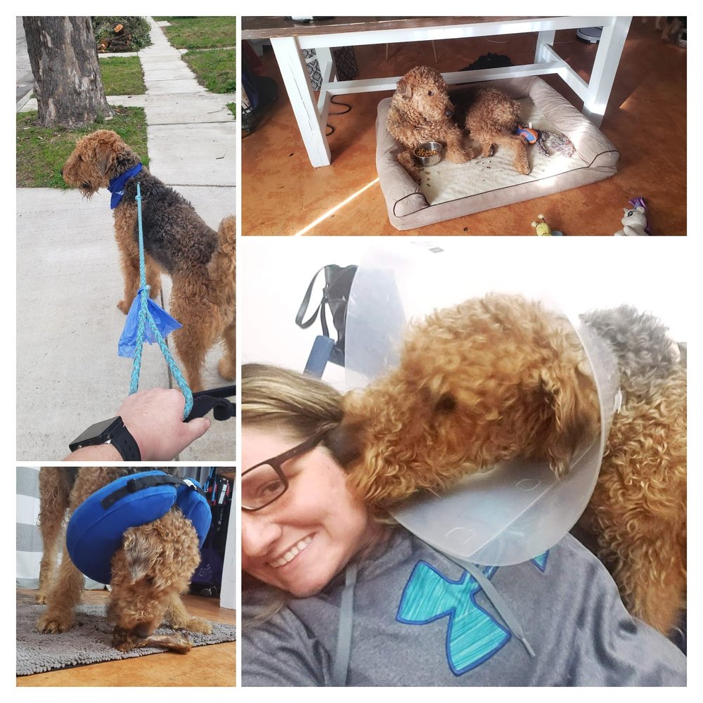 Shamrock K-9 - pet boarding facility in San Antonio, TX
