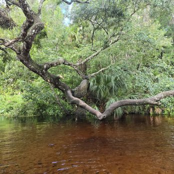 King's Landing - Bonsai tree in Bondai Bend - Rafting/Kayaking Near Me - Apopka, Florida King's Landing - Bonsai tree in Bondai Bend - Rafting/Kayaking Near Me - Apopka, Florida