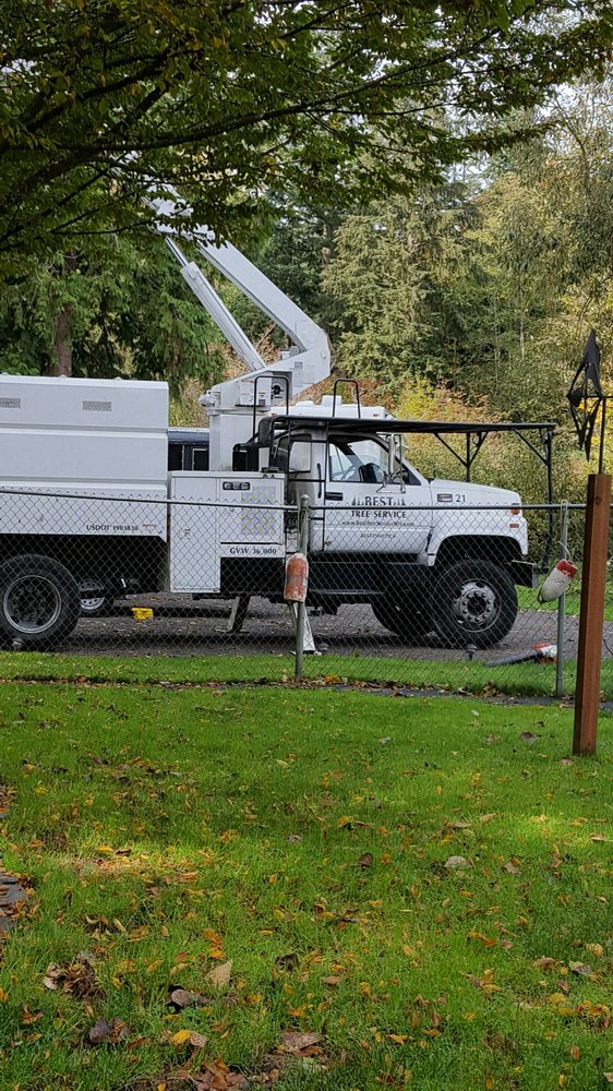 BEST TREE SERVICE NW Updated September 2024 11 Reviews Bothell