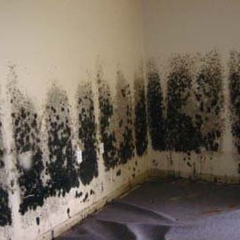 ServiceMaster by Rice - Cedar Rapids - Black mold on walls - Damage Restoration Near Me - Hiawatha, Iowa ServiceMaster by Rice - Cedar Rapids - Black mold on walls - Damage Restoration Near Me - Hiawatha, Iowa