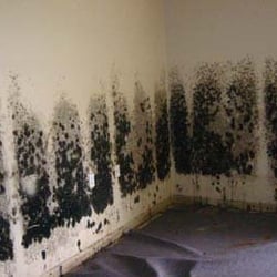 ServiceMaster by Rice - Cedar Rapids - Black mold on walls