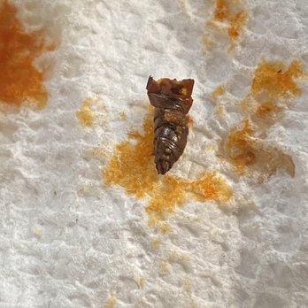 Don Pancho's - Bug in menudo - Mexican Near Me - Wildomar, California
