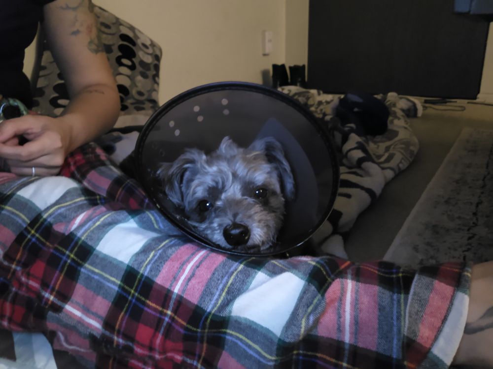 FURRY FRIENDS DOG AND CAT GROOMING 185 Photos & 328 Reviews 3912 El