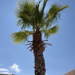 Danny G Yard Care and Tree Care - Palm tree