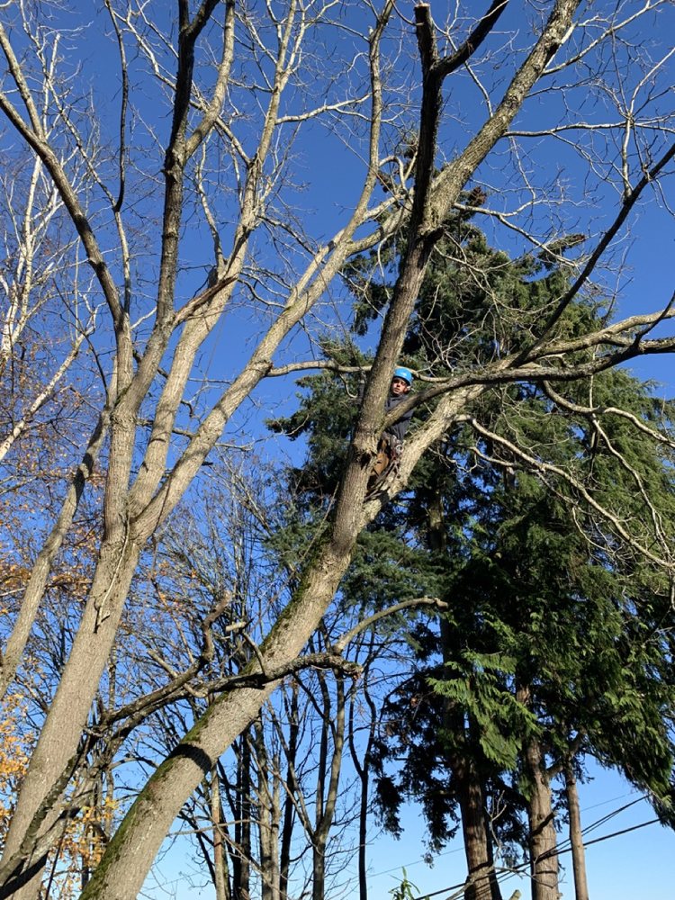 Sound Arboriculture - tree service in Seattle, WA