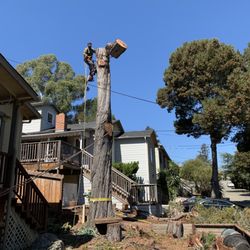 MS Tree Services