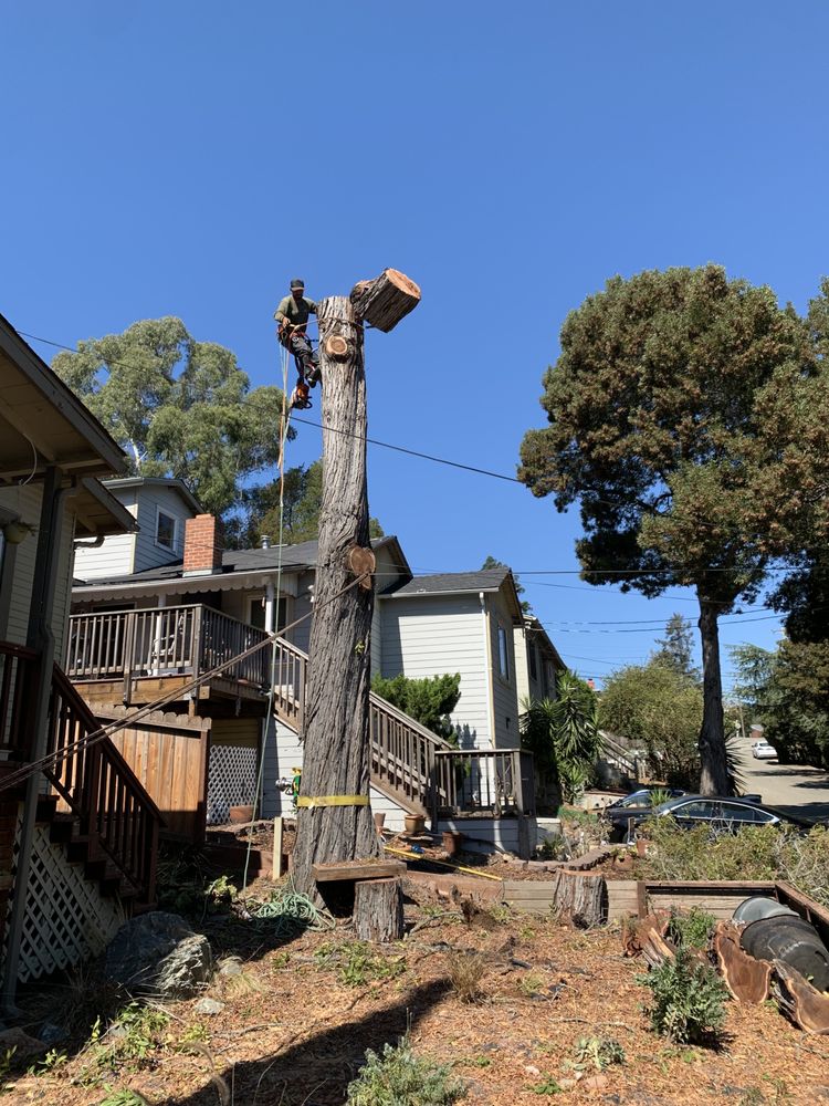 MS Tree Services - tree service in Vallejo, CA