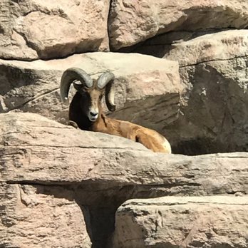 Denver Zoo - Zoos Near Me - Denver, Colorado Denver Zoo - Zoos Near Me - Denver, Colorado
