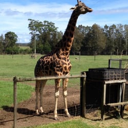Mogo Zoo - Giraffe