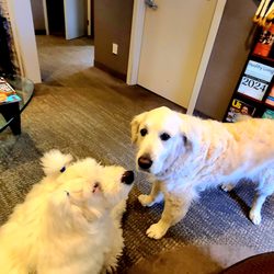 Gruber Dental - Sweet Chewey greets Yogi!