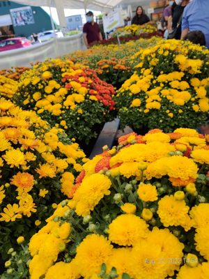 19th Avenue Farmer's Market by null