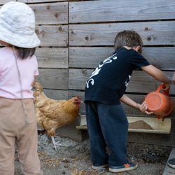 Santa Margarita Children's Center - Children enjoy hands-on learning and caring for our chickens as part of their outdoor classroom experience.