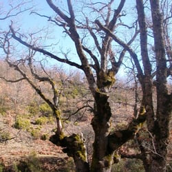 Hayedo de Montejo