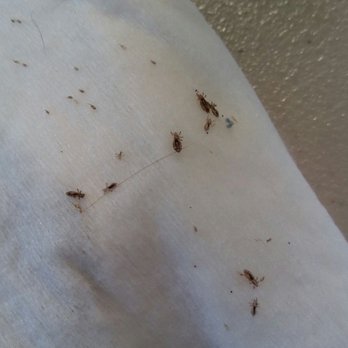 LiceDoctors - Sacramento - Lice Services Near Me LiceDoctors - Sacramento - Lice Services Near Me