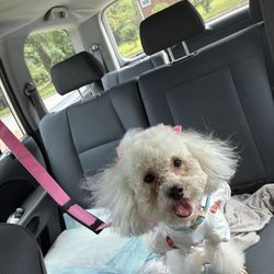 Tickled Pink Pets Mobile Spa