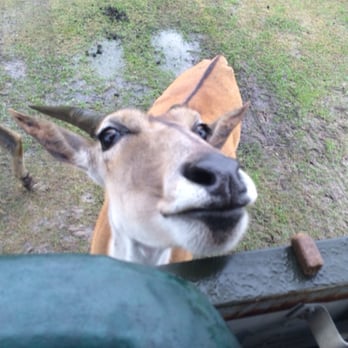 Safari Wilderness Ranch - Tours Near Me - Lakeland, Florida Safari Wilderness Ranch - Tours Near Me - Lakeland, Florida