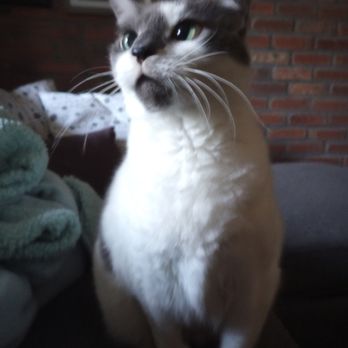 Gotham Sitty - Pet Sitting Near Me - Brooklyn, New York