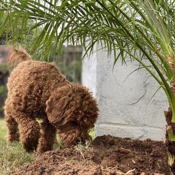 Master Tree Services - Dog enjoying the new palm - Tree Services Near Me Master Tree Services - Dog enjoying the new palm - Tree Services Near Me