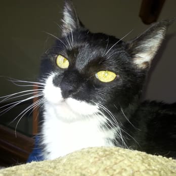 Pampurred Puss - Pet Sitting Near Me - Granby, Massachusetts Pampurred Puss - Pet Sitting Near Me - Granby, Massachusetts
