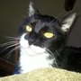 Photo of Pampurred Puss