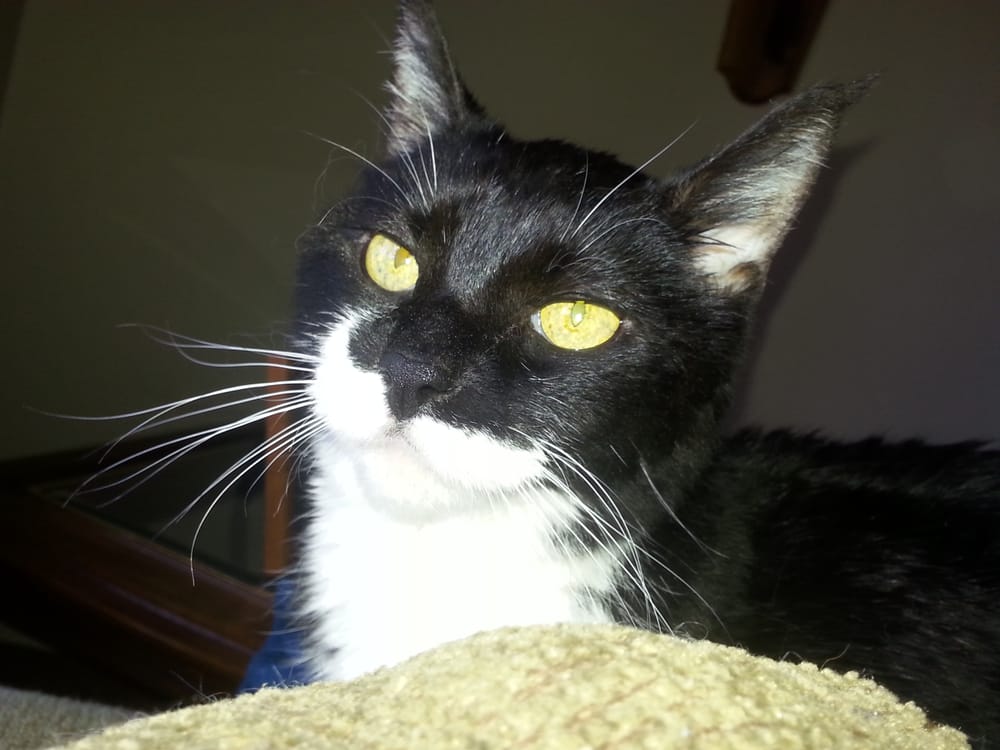 Pampurred Puss - pet boarding facility in Granby, MA