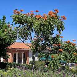 Rancho Santa Fe Library Guild