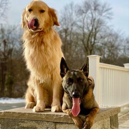 Two doggies chlling in the place command.