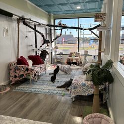 Meowter Banks Cat Cafe