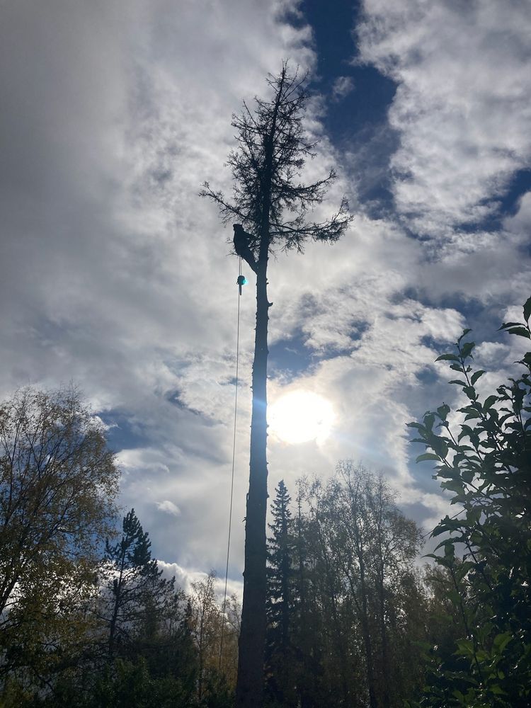 GSEZ Enterprises - tree service in Anchorage, AK