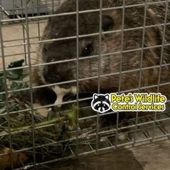 Pete's Wildlife Control Services - Wildlife Control Near Me Pete's Wildlife Control Services - Wildlife Control Near Me