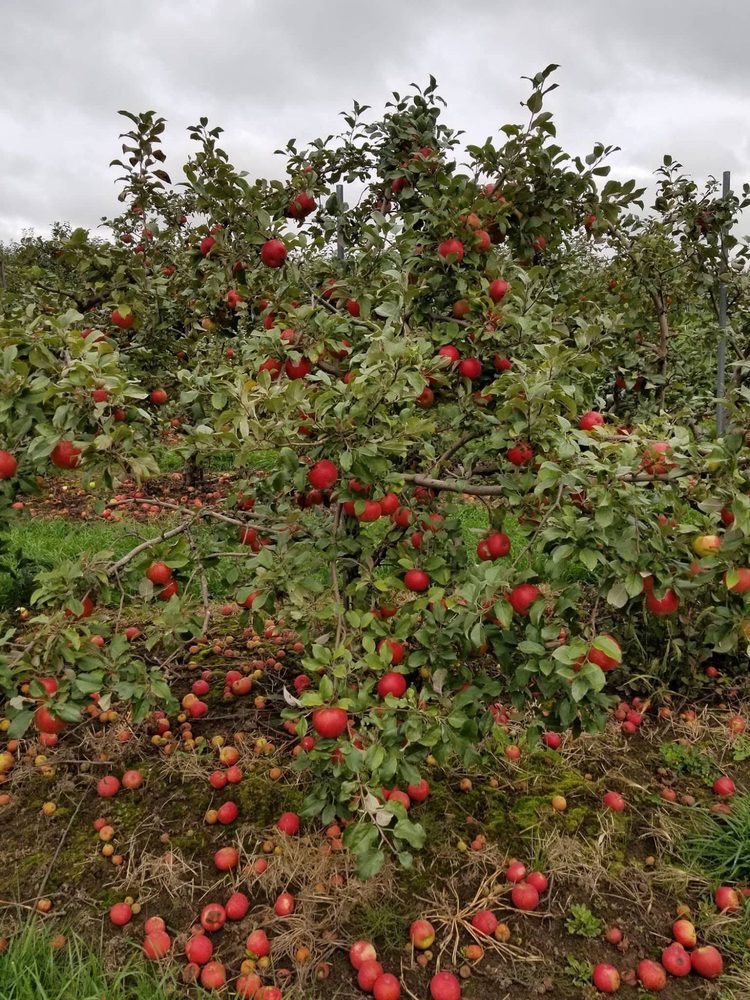 Rush River Orchard and Bakery Logo