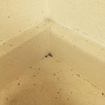 Avanti Residential - We never leave food out; we are very clean people. The place isn't sealed well - Came home to a kitchen infested with ants. - Apartments Near Me - Phoenix, Arizona Avanti Residential - We never leave food out; we are very clean people. The place isn't sealed well - Came home to a kitchen infested with ants. - Apartments Near Me - Phoenix, Arizona