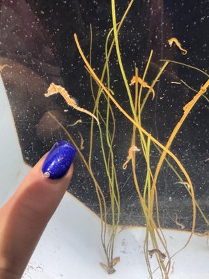 Waikiki Aquarium by null