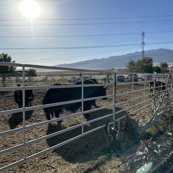 Friends in Need Animal Sanctuary - Community Service/Non-Profit Near Me - Eagle Mountain, Utah Friends in Need Animal Sanctuary - Community Service/Non-Profit Near Me - Eagle Mountain, Utah