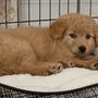 Photo of CT Breeder