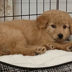 CT Breeder - Playpen area at home