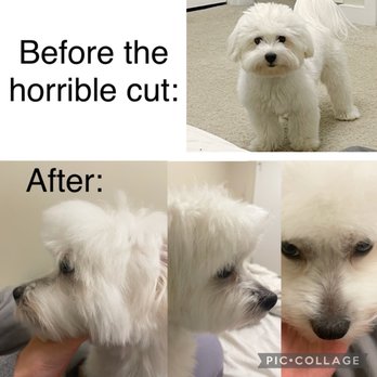 Pet Strands Grooming - Haircut - Pet Groomers Near Me - Orange, California
