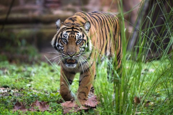 Disney Animal Kingdom by null