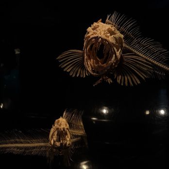 Monterey Bay Aquarium - Aquariums Near Me - Monterey, California Monterey Bay Aquarium - Aquariums Near Me - Monterey, California
