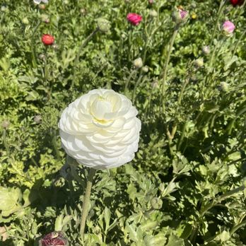 The Flower Fields - Venues & Event Spaces Near Me - Carlsbad, California The Flower Fields - Venues & Event Spaces Near Me - Carlsbad, California