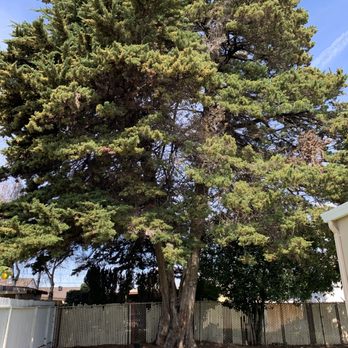 One Two Tree Care - Tree Services Near Me - Fremont, California One Two Tree Care - Tree Services Near Me - Fremont, California