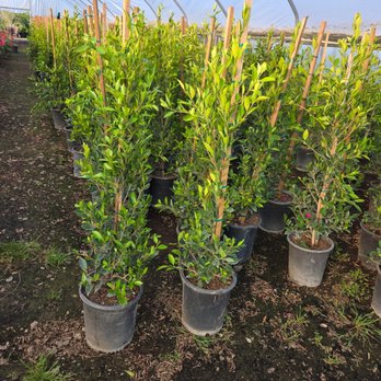Chino Valley Growers - Nurseries & Gardening Near Me - Ontario, California Chino Valley Growers - Nurseries & Gardening Near Me - Ontario, California