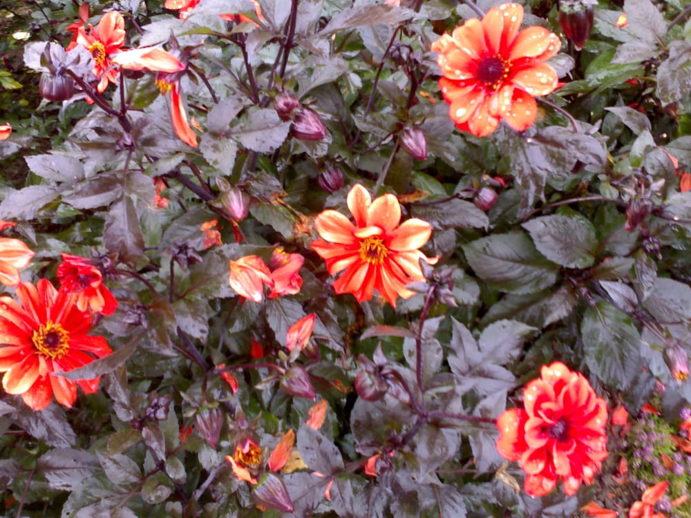 Botanische Gärten Nutzpflanzengarten