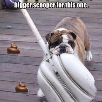 Poo Patrol - I clean it all! Even the big ones - Pet Waste Removal Near Me Poo Patrol - I clean it all! Even the big ones - Pet Waste Removal Near Me