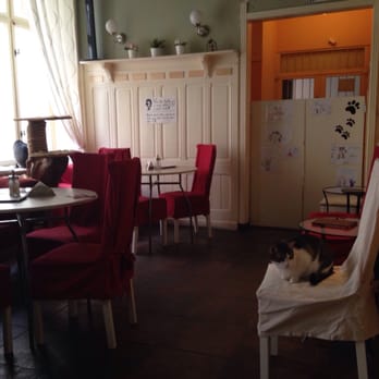 Kočkafé Freya - Cafes Near Me - Prague, Puerto Rico Kočkafé Freya - Cafes Near Me - Prague, Puerto Rico
